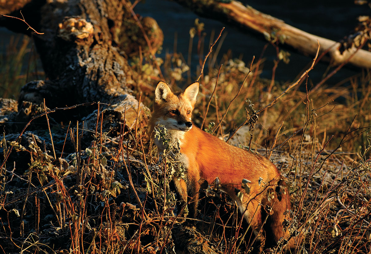 The 225 Winchester remains a fine cartridge for predator hunting.